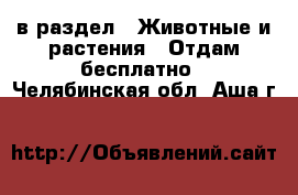  в раздел : Животные и растения » Отдам бесплатно . Челябинская обл.,Аша г.